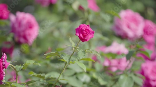 Wallpaper Mural Multiple pink roses swaying in wind, close up
 Torontodigital.ca