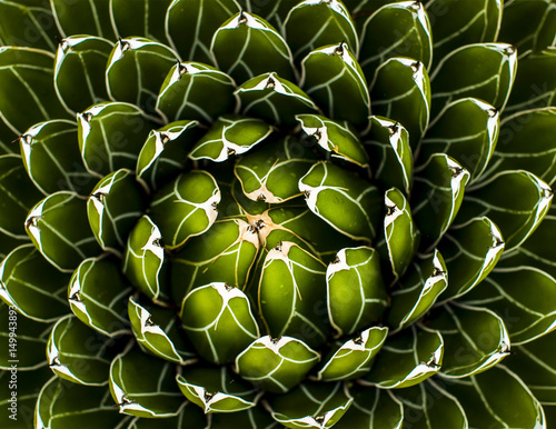 Leaves and Patterns