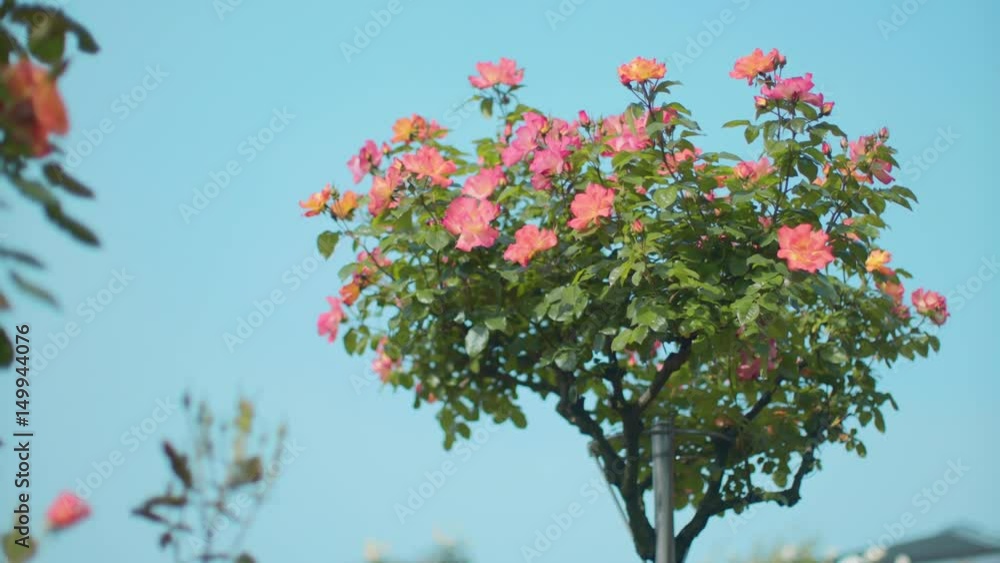 Assorted pink roses displaying in flower stand
Assorted pink roses displaying in flower stand