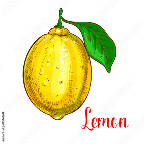 Lemon vector sketch isolated fruit icon
