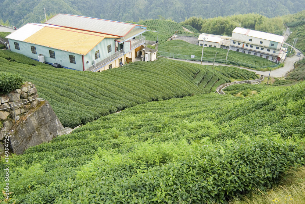 Tea trees on hill
