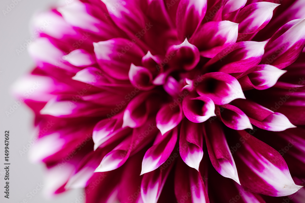 Dahlia flower