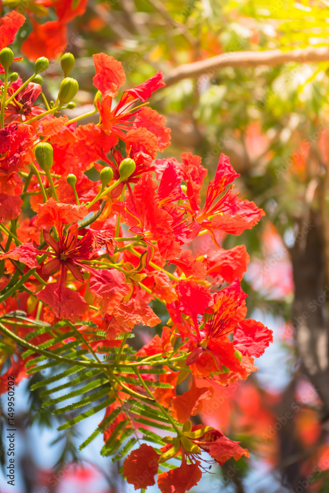 The background image of the colorful flowers The background image of the colorful flowers