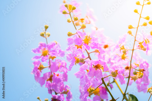 Fototapeta Naklejka Na Ścianę i Meble -  The background image of the colorful flowers