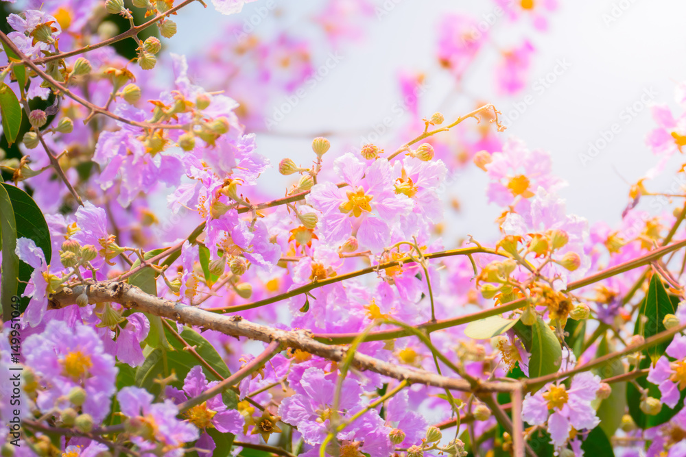 The background image of the colorful flowers The background image of the colorful flowers