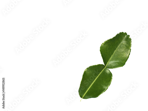 Kaffir lime leaves on white background with clipping path.
