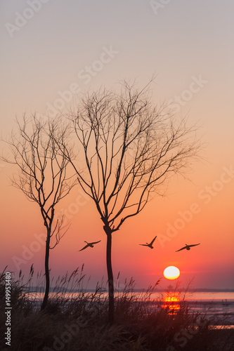 Sunrise over the swan lake with the silhouette of standing trees and flying swans