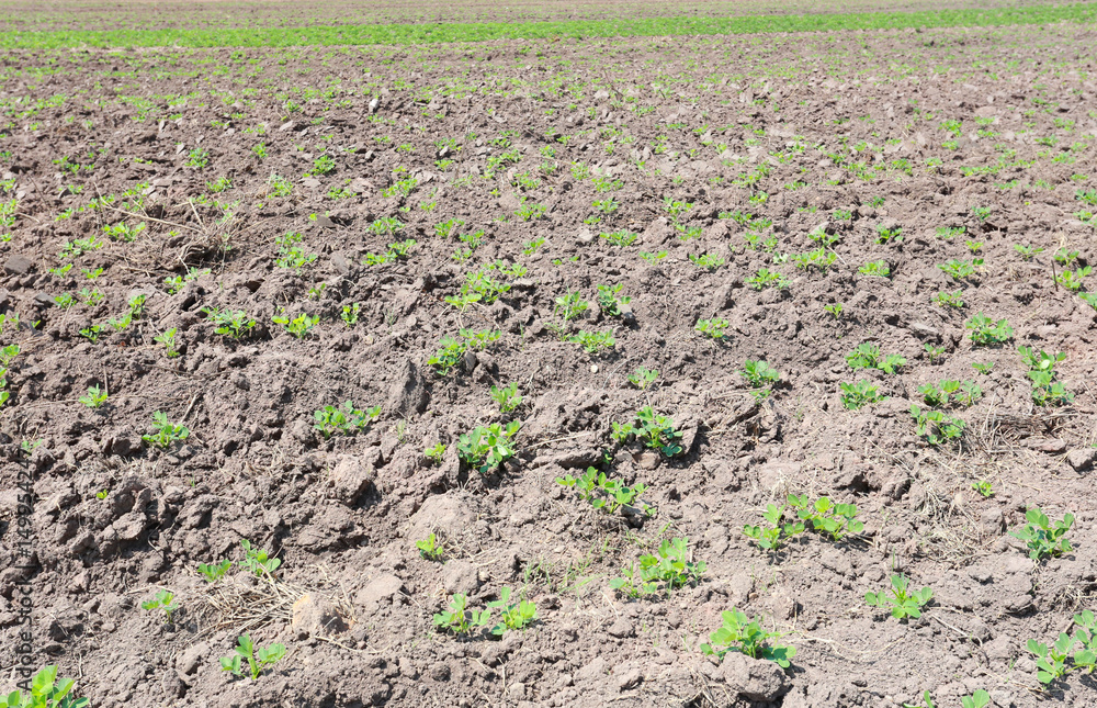 Seedlings of peanuts on the ground. Seedlings of peanuts on the ground.