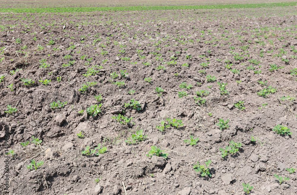 Seedlings of peanuts on the ground. Seedlings of peanuts on the ground.