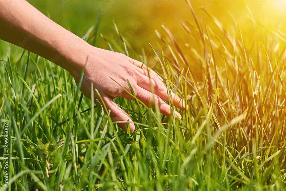 the girl's hand stroking the green grass the girl's hand stroking the green grass