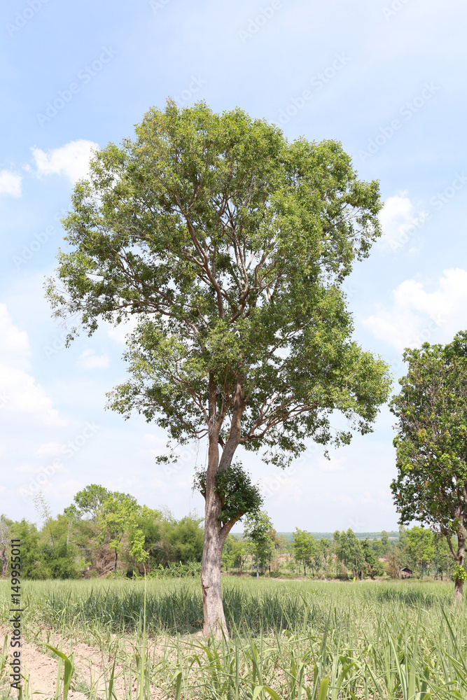 Obraz premium Tropical trees in the countryside on blue sky background.