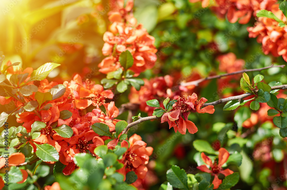 bright and vivid red flowers in the rays of the sun, template for greeting cards bright and vivid red flowers in the rays of the sun, template for greeting cards