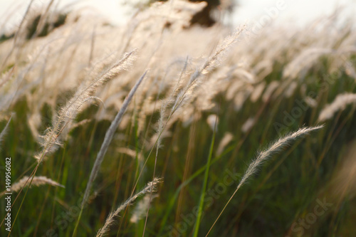 Grass and sunlight in the evening of vintage color style.