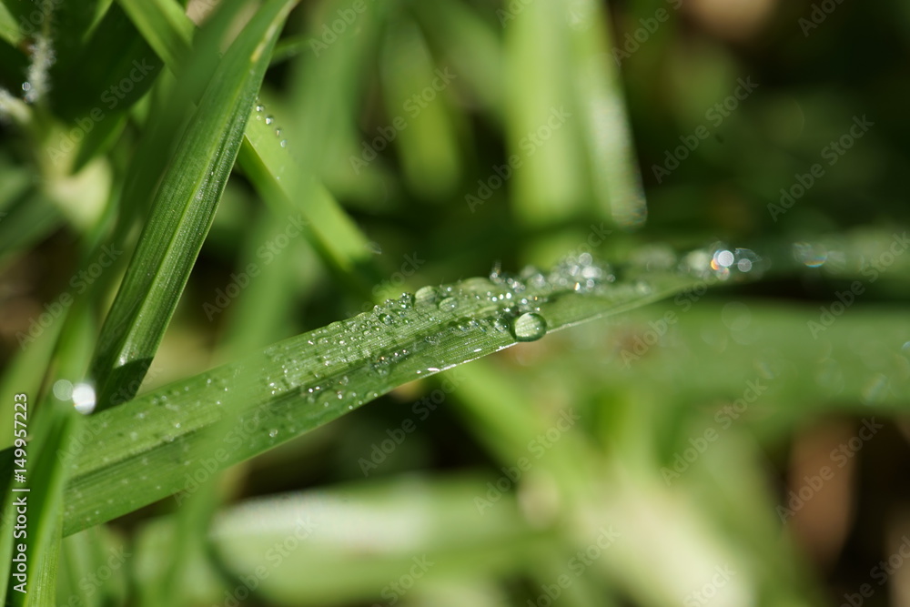 Closed up Water Drops on Grass Closed up Water Drops on Grass