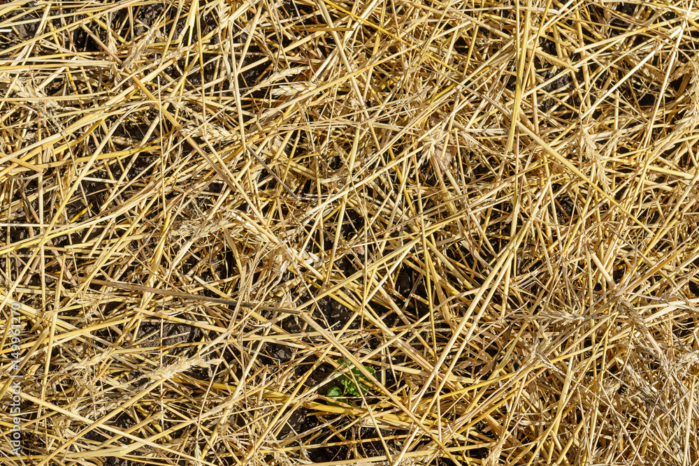 A layer of straw lying on the ground