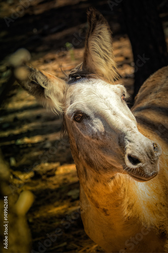 American Burro looking quizzical. photo