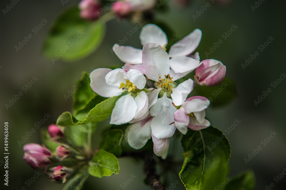 Blooming trees in the spring. Blooming trees in the spring.