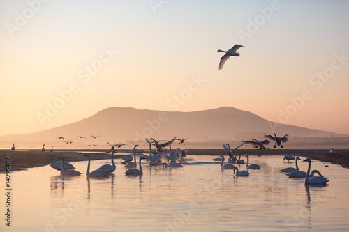 Flock of whooper swans resting and playing in the wetland © DT Photography