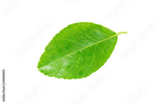 Lemon leaf isolated on white background.