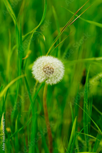 Pusteblume auf Wiese