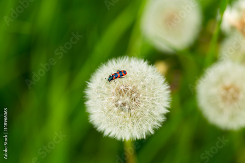 Pusteblume auf Wiese mit Käfer