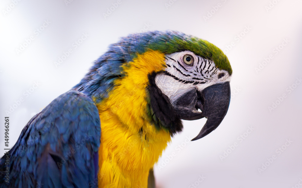 Parrot macaw against a white background