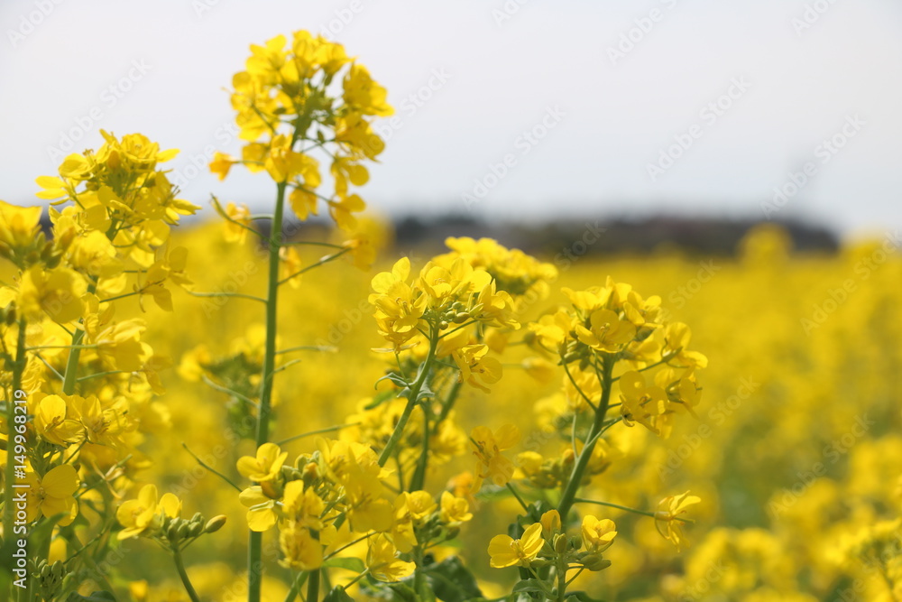 菜の花 菜の花