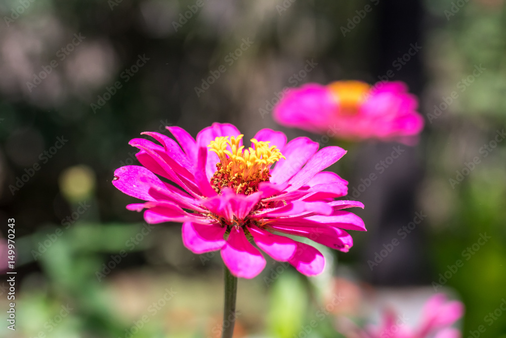 Obraz premium Fresh flowers background outdoors in the park of Bali island, Indonesia. Nature floral background.