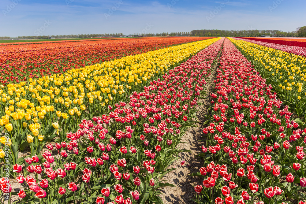 Colorful field of tulips in Noordoostpolder