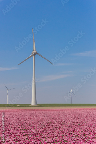 Wind turbine and a field of pink tulips in Noordoostpolder