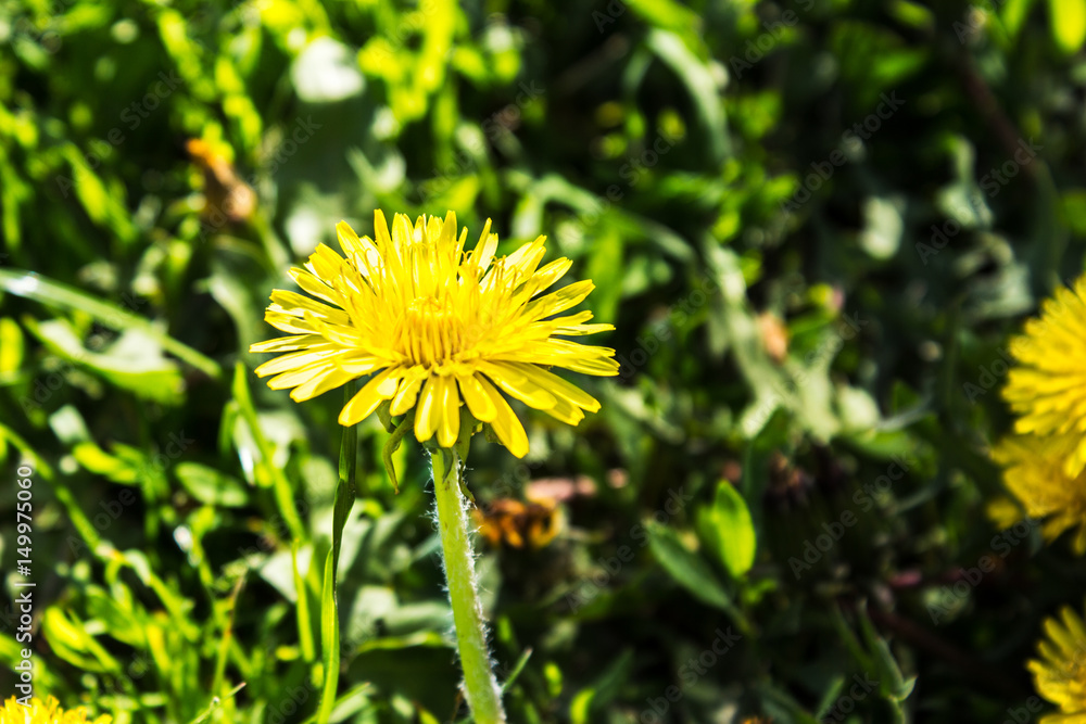 Yellow dandelion against the background of green grass Yellow dandelion against the background of green grass