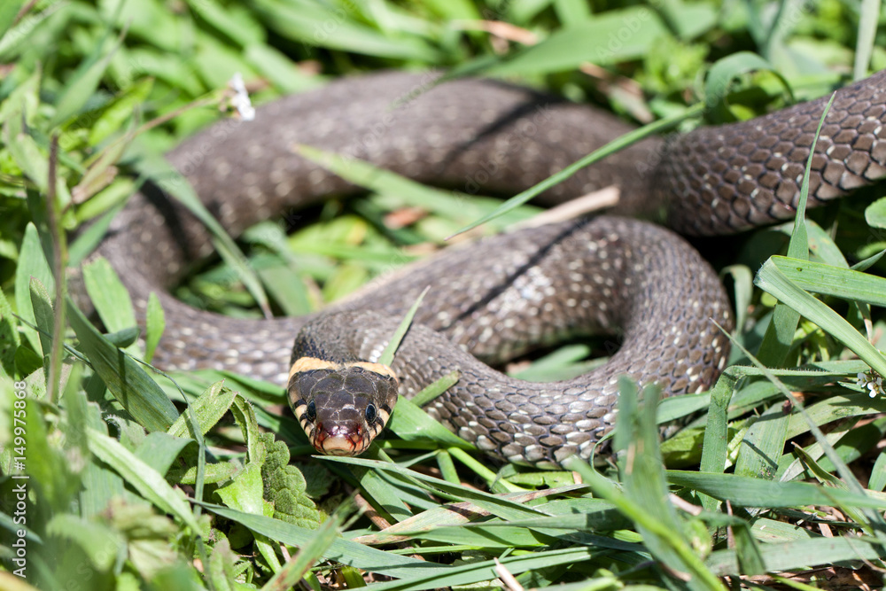 Fototapeta premium grass snake Natrix natrix in the grass