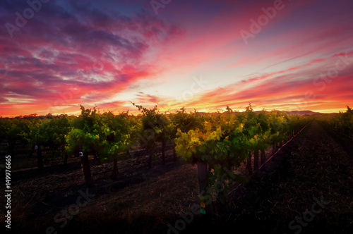 Sunrise over rows of Vines in a Barossa Valley Vineyard