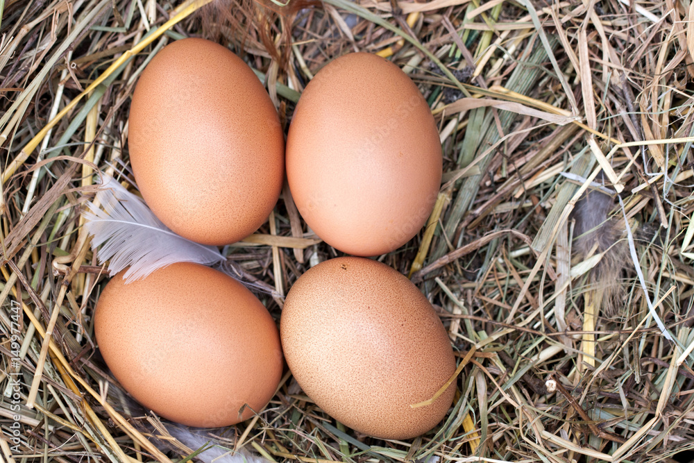 four chicken eggs lying in the nest of straw. Top view