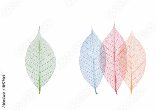 Real leaf with detail vein and various colors