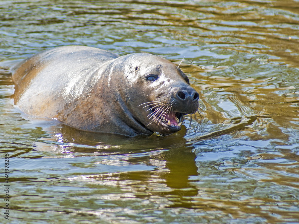 Fototapeta premium foka