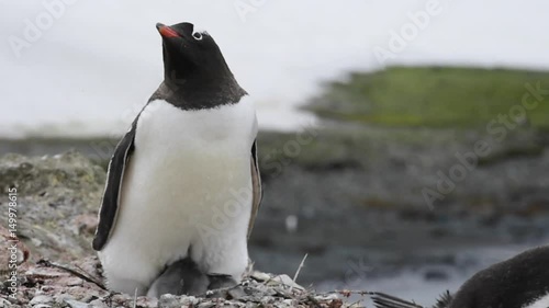 Gentoo Penguin with chicks on the nest photo
