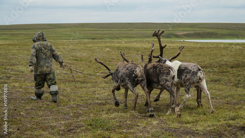 The herder walks with the team of reindeer in the tundra. The Yamal Peninsula. Summer.