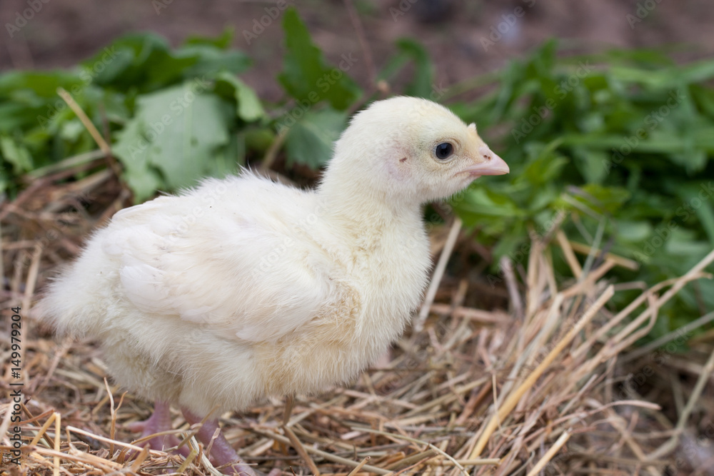 Little cute turkey in a straw nest Little cute turkey in a straw nest