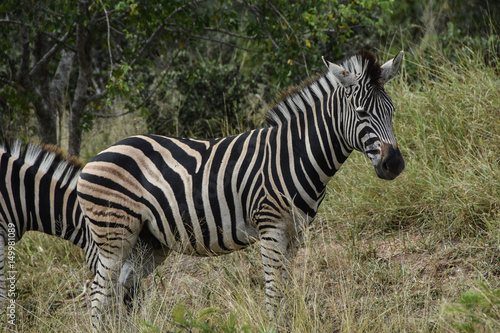 Zebra adult