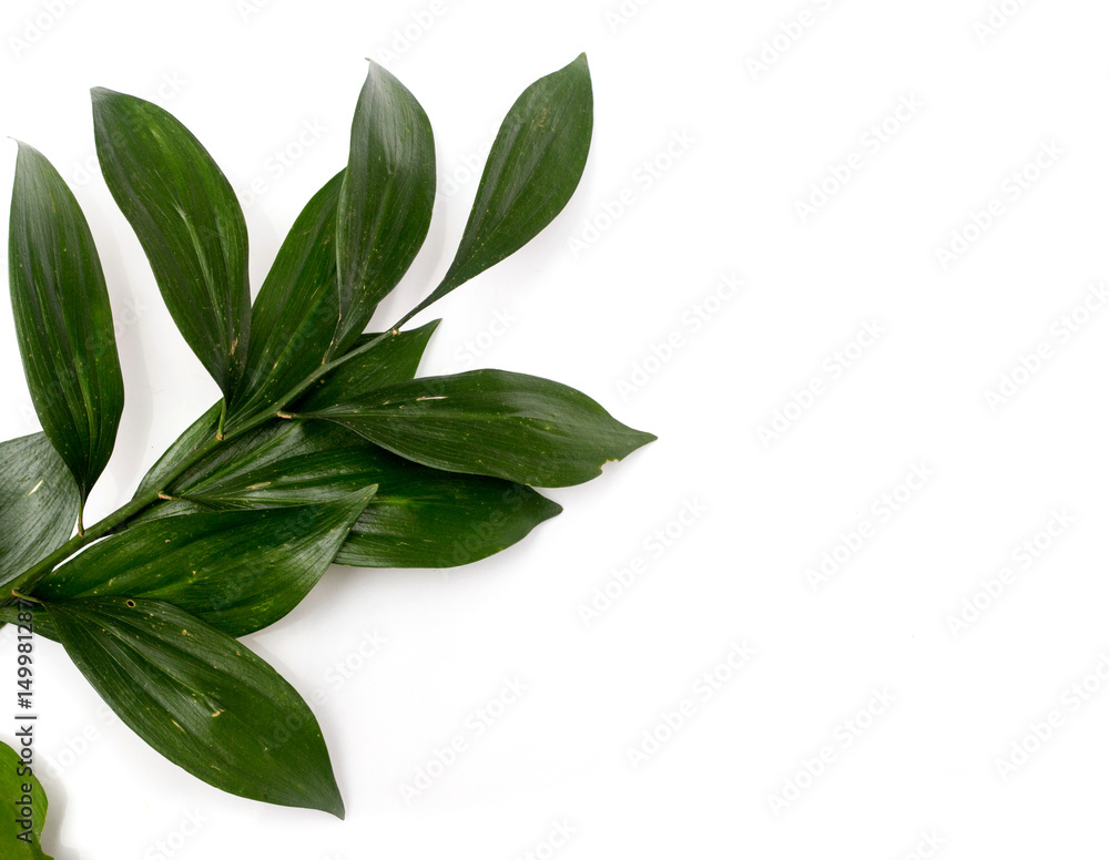 green palm leaf branches on white background. flat lay, top view green palm leaf branches on white background. flat lay, top view