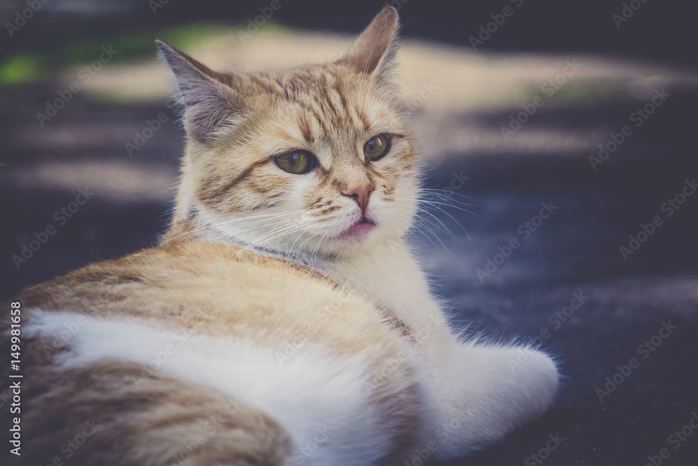 Ginger Cat on the Street Retro Ginger Cat on the Street Retro