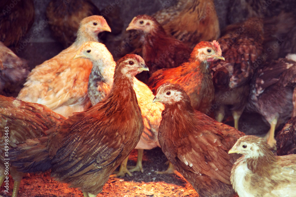 Fototapeta premium Two three-month-old chickens of red chickens inside a chicken coop. Breed of laying hens giving many eggs