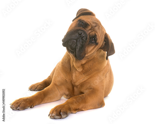 Tableau sur toile puppy bull mastiff