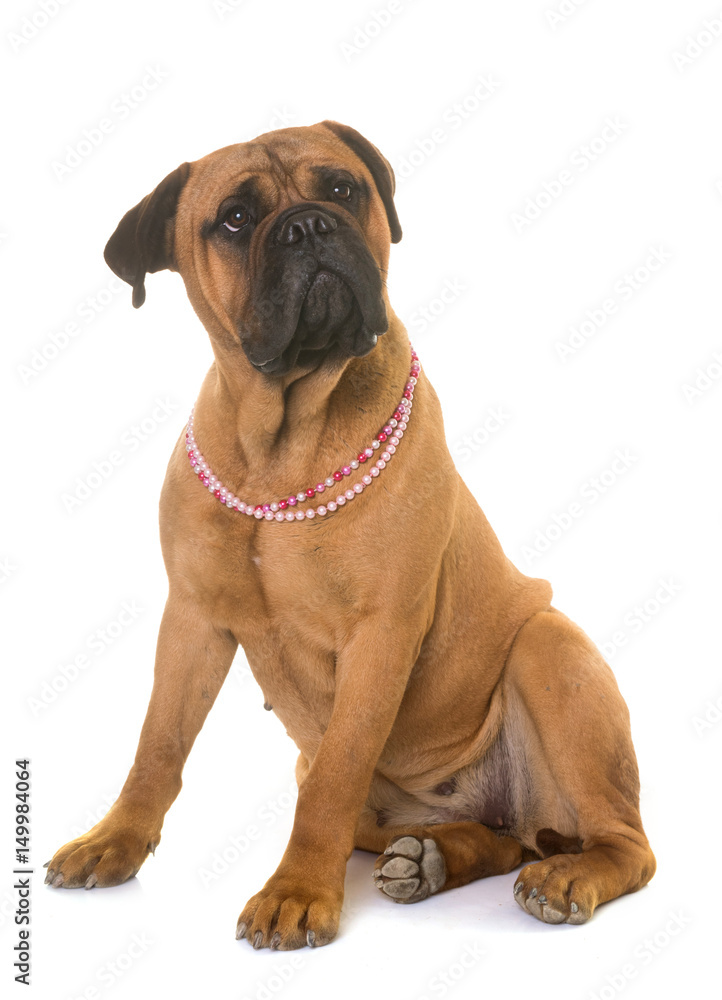 Obraz premium puppy bull mastiff