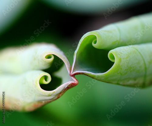 The heart of waterlily leaf