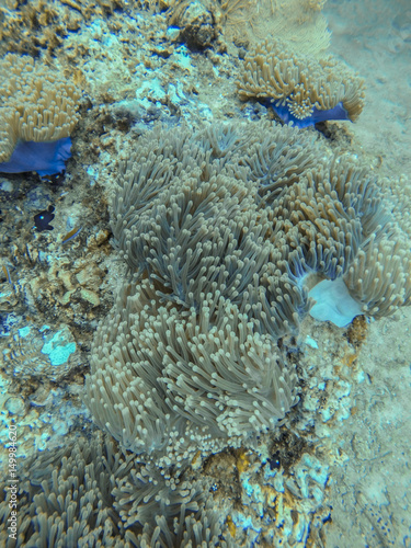 Soft coral in south Andaman Ocean  Krabi  Thailand