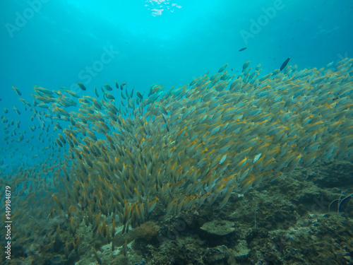 school fish of yellow tails in south Andaman Ocean, Krabi, Thailand