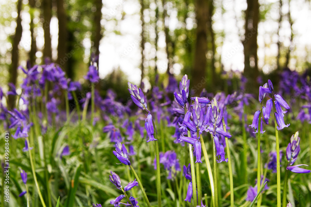 Naklejka premium Bluebells growing on an english woodland floor