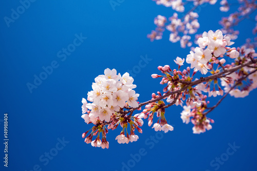 pink sakura flower against blue sky